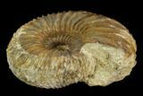 Ammonite (Garantiana) Fossil - Dorset, England #130209-2